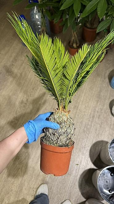 Другие комнатные растения: Комнатные растения в горшках-декоративнолиственные и цветущие виды. В — 12