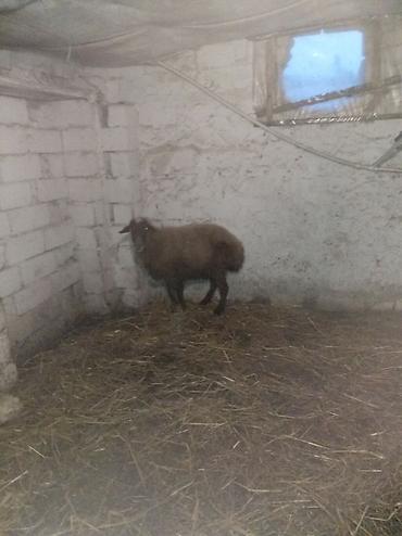 Qoyunlar, qoçlar: Sağlamdı 2ci qarına qoça gəlib. Ünvan Novxanı — 8