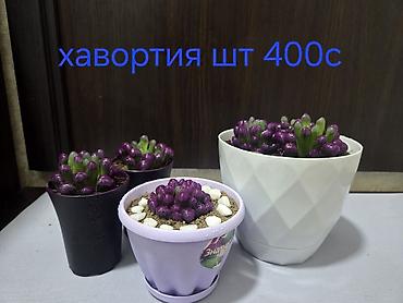 Пальмы: Хамедорея изящная (комнатная пальма) - В наличии взрослые кусты в — 30