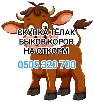 продажа коров: Куплю | Коровы, быки, Лошади, кони | На откорм, Откормленные