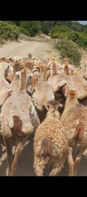 qoyun quzu nece yazilir: Dişi, il: 1, Damazlıq, Pulsuz çatdırılma lalafo.az -da qoyun quzu nece yazilir: Dişi, il: 1, Damazlıq, Pulsuz çatdırılma