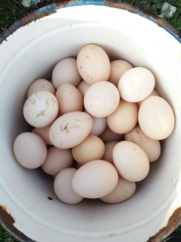 Яйца: Salam.Heyet yumurtasidi.1 ededi 0.20 qepikdir cox alan az alan ferq