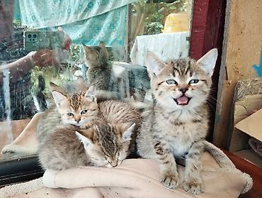 Мышыктар: Котята, тигровые табби - Возраст: примерно 1,5–2 месяца (по размеру и — 7