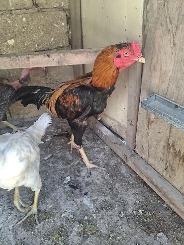 beca xoruz: Xoruz, Heyratı, il: 1, Ödənişli çatdırılma — 2