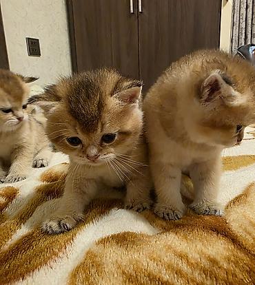 Pişiklər: Şotland — 7