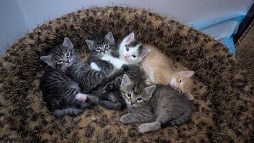 наполнитель для животных: Кошка даром: Беспородная, 1 месяц, Мальчик