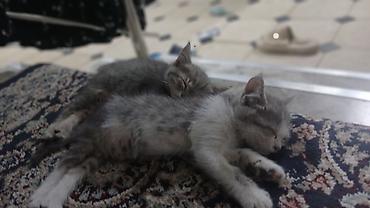 доска объявлений кошки: Котята, домашние. Окрас: серый в полоску и серо-белый (биколор) — 3