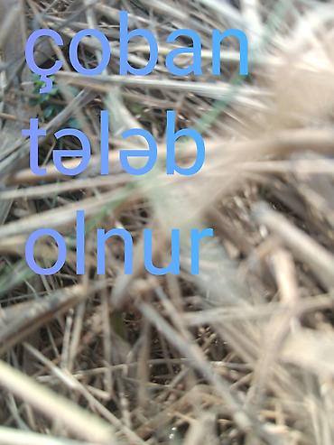 fermada iş: Çoban, 30 yaş, 5 ildən artıq təcrübə — 1