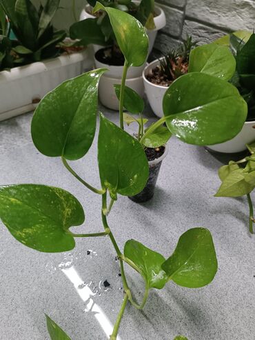 домашнии цветы: Комнатные растения — ампельные черенки/небольшие саженцы. В