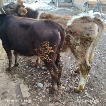 Коровы, быки: Продаю | Музоо, торпок | На откорм | Привязанные — 5
