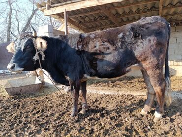 Коровы, быки: Продаю | Корова (самка) | Для разведения | Привязанные — 5