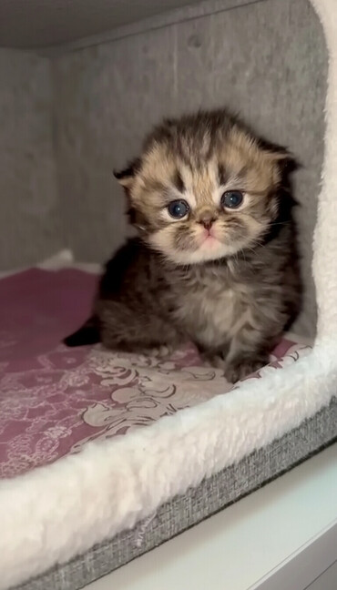 Pişiklər: Qold şotland dişi balalar əzizləriniz üçün ən gözəl seçimdir😊🤌buyurun -da lalafo.az — 1 Pişiklər: Qold şotland dişi balalar əzizləriniz üçün ən gözəl seçimdir😊🤌buyurun — 1