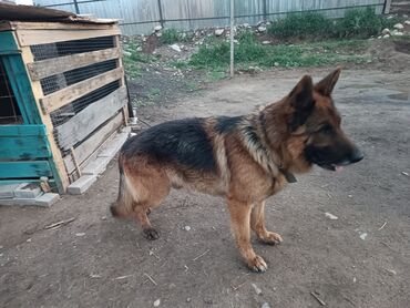 Продажа собак: Немецкая овчарка, 2 года, Самец, С прививкой