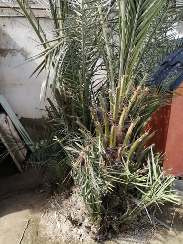 evkalipt ağacı: İran xurma agaci 12 illik iki eded erkek dişili
