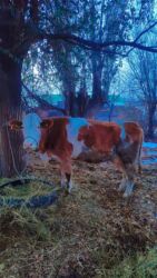 дома для кошек: Продаю | Корова (самка) | Для молока | Привязанные