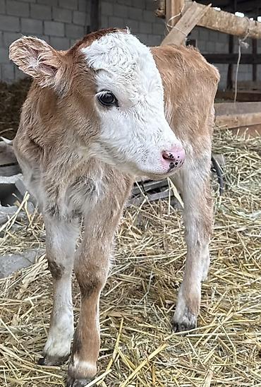 Коровы, быки: Продаю | Тёлка | На откорм — 4