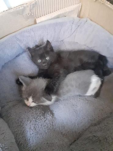 3 месяца, Девочка, Приучена к лотку at lalafo.kg 3 месяца, Девочка, Приучена к лотку