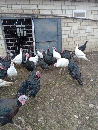 Hinduşka: Məhsul: Hinduşka sürüsü Təsvir: - Şəkillərdə olan sağlam, iriqaşlı — 3