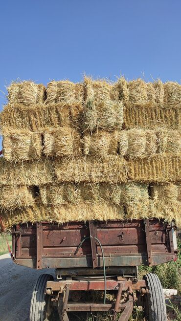 лошадь купить цена: Продаю Салому есть 300штук цена 150сом Без Доставки