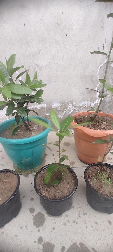 sitili: Dəfnə ağacı (Laurus nobilis) – ətirli, keyfiyyətli və məhsuldar sort — 5