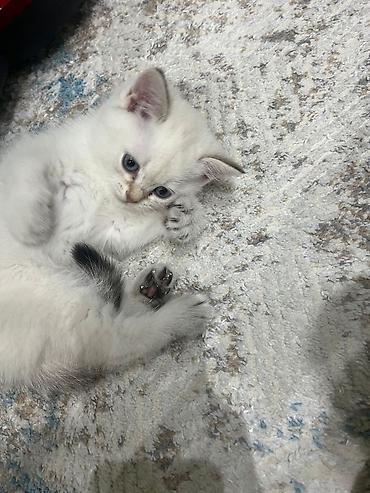 Pişiklər: Britan — 1