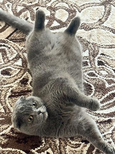 Продажа кошек: Шотландская вислоухая кошка (Scottish Fold), окрас голубой. Вместе — 3