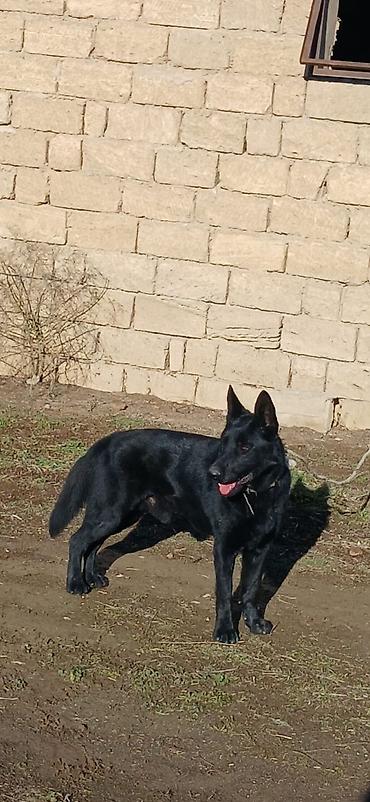 İtlər: Alman çoban iti, 11 ay, Erkek, Peyvəndli — 9