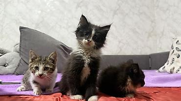 кошка шатланка: Котята, отдам даром в хорошие руки Описание: - Возраст на фото — 5