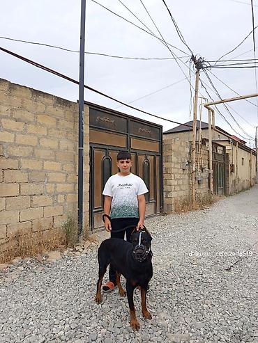 İtlər: Doberman, 1 il, Erkek, Ünvandan götürmə — 9