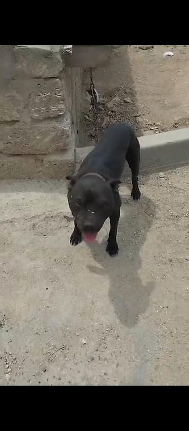 pitbul itlər: Pitbul, Peyvəndli — 1