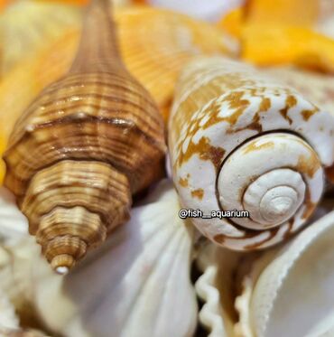 Аквариумы: Разные ракушки! Бишкек
от 50 и выше — 5