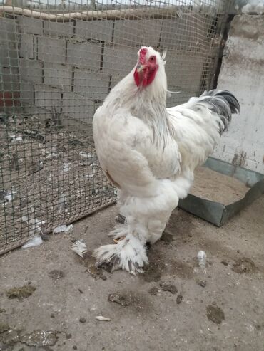 птица голубь: Продаю подростков цыплят светлоголубой брамы и мраморной брамы гигант