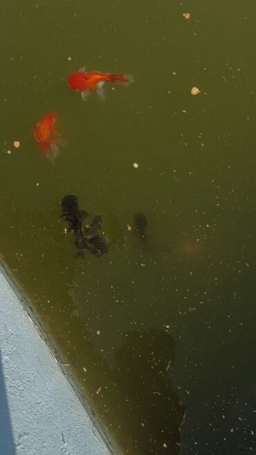 Balıqlar: Oranda2 quyruq qiyməti 2 manat. 4 quyruq qiyməti 3 manat Ünvan — 4