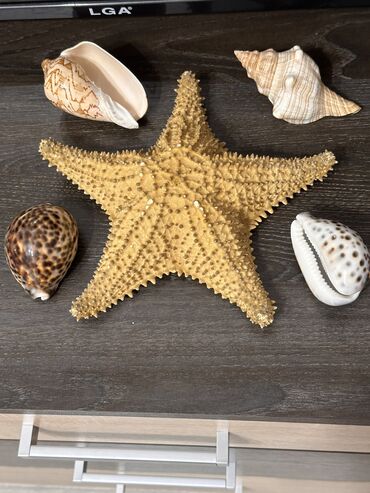 домик у моря: Ракушки с Черного моря, морская звезда с Кубы. Декор для дома