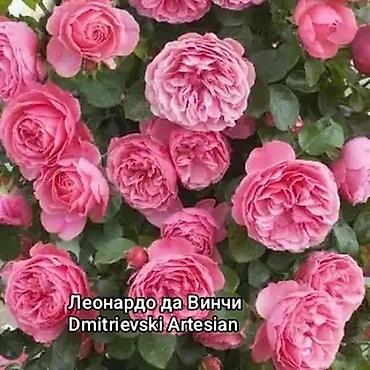 Роза: Продаю кустовые,чайныеплетистые розы английской,немецкой,французской — 17