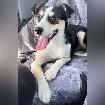 Отдам даром собаку: Собака даром: Дворняжка, 2 года, Самка, С прививкой — 1