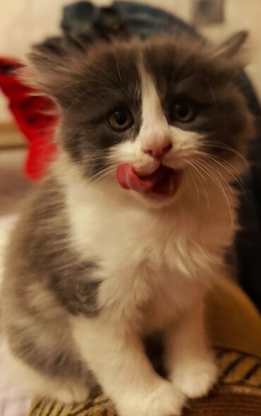 pişik sahiblendirilir: Yaxşı əllərə