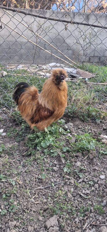 Xoruz, il: 2, Ünvandan götürmə, Pulsuz çatdırılma, Ödənişli çatdırılma