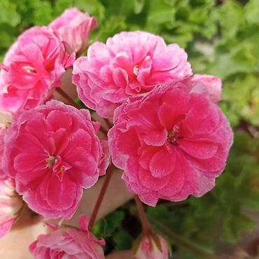 Герани и пеларгонии: Продаю сортовые розебудные пеларгонии, есть и старые хорошие сорта — 6