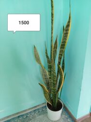 стулья мебель: Растение Сансевиерия в белом горшке Сансевиерия (Sansevieria, «тещин