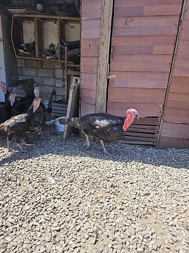 bulbul quşu satışı: Salam amerkan bronz temiz qan bunlarin erkeyi 16 kq uacan et yiga — 7