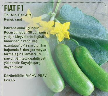 Toxumlar: Aluzze qarpiz toxumu — 23