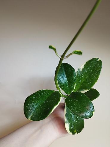 Папоротники: В продаже : Папоротник Тигр, Сингониум Орм Нак, Хойя New Moon — 10