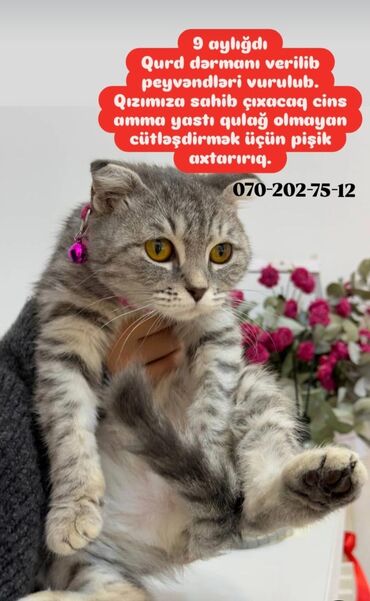 pisiklere qurd dermani nece verilir: Самка, В добрые руки, Платная доставка