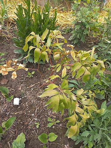 Другие садовые цветы и кустарники: Ново Покровка — 3