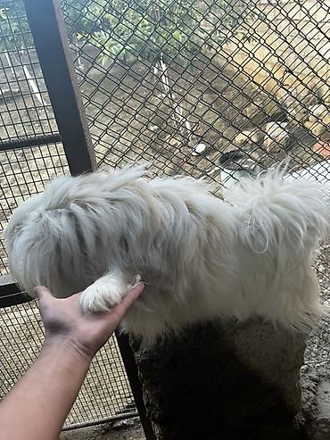 İtlər: Pekines — 6