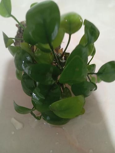 аквариумный: Аквариумное растение Анубиас (вероятно, Anubias barteri var. nana) — 1