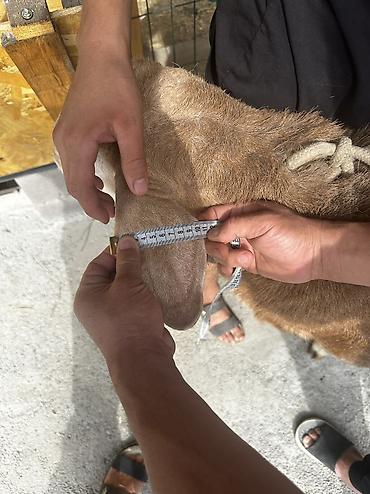 Баран, овца: Продаю | Баран (самец) | Арашан | Для разведения | Осеменитель — 10