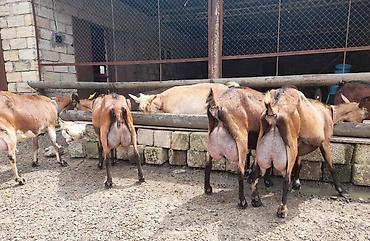 Keçilər, çəpişlər: Südlük keçilər – sağlam, məhsuldar sürü Salam şəkillərdə görünən — 3