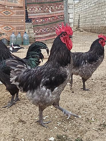 Xoruzlar: Məhsul: Safqan xoruzlar Təsvir:Təmiz qan Alman astralop cins — 25